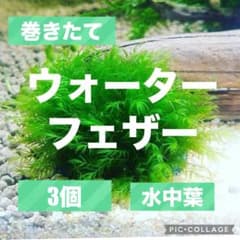 ウォーターフェザー 3個 水中葉のサムネイル