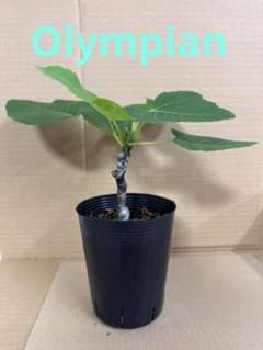 イチジク苗 いちじく苗 Olympian オリンピアン - メルカリ
