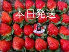 熊本産いちご❤️恋みのり❤️ コンパクト便  苺  イチゴ　いちごのサムネイル