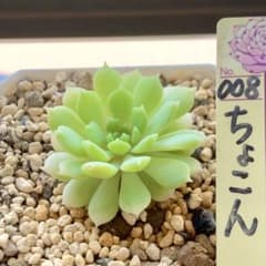 ❤️確認用❤️★B ミックスベリア❤️霜飾り❤️抜き苗♪      ✨メルカリ便✨札なし 霜飾り 抜き苗 ミックスベリア おらいさん - メルカリ