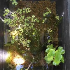 ビオトープ内の水草 アナカリス 上物早熟金色鉄仮面幹之のサムネイル