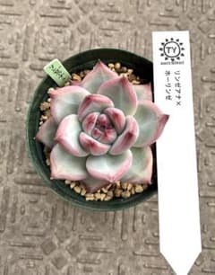 多肉植物 リンゼアナxホーリンゼ TYさん苗 自家受粉 - メルカリ