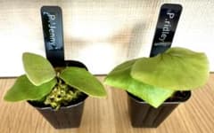 ビカクシダ セット ジェニー リドレイ - メルカリ