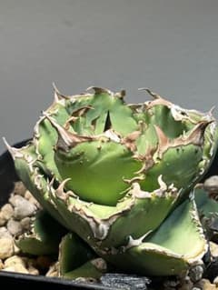 アガベ　チタノタ　CJ plants産　CJ13 アガベ チタノタ CJ plants産 CJ13 - メルカリ