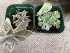 多肉植物 2鉢セットのサムネイル