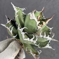 アガベ チタノタ “大株シーザー”】G.SAMURAI産/極上強刺/H-7 - メルカリ