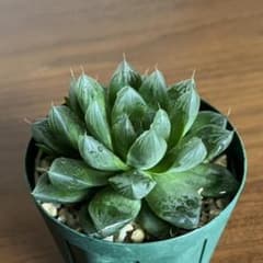 ハオルチア 多肉植物のサムネイル