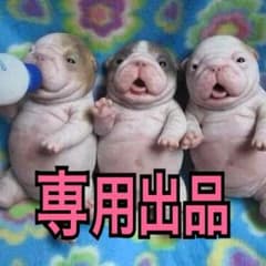 ワンピース ロー フィギュアのサムネイル