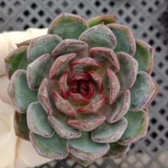 選抜株】多肉植物 エケベリア 24962 チーズブルーベリー 1個 抜き苗