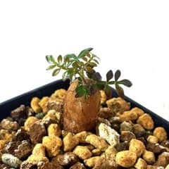 ①オペルクリカリア パキプス 根挿し 鉢ごと - メルカリ