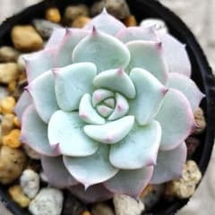 スノーミルフィーユ ミックスベリア おらいさん苗 多肉植物 - メルカリ