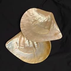 白蝶貝　南洋貝　貝皿　プレート 1枚オマケをお付けします！！のサムネイル