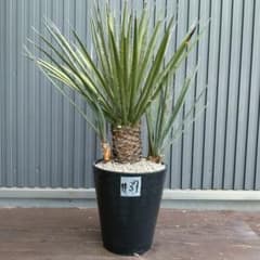 3ヘッド】ユッカフィリフェラ （Yucca Filifera)発根済 #37 - メルカリ