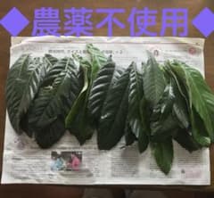 ◇農薬不使用・無化学肥料栽培◇ビワの葉　30枚◇枇杷の葉　自然療法　東城百合子のサムネイル