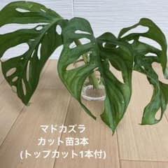観葉植物 マドカズラ カット苗3本(トップカット1本付) - メルカリ