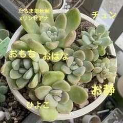 カット苗】つぶつぶ屋6種 多肉植物 お静 ひよこ他 - メルカリ