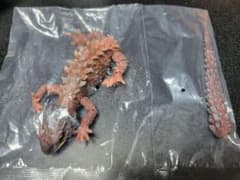 いきもの大図鑑アドバンス アカメカブトトカゲとモトイカブトトカゲ　ライトブラウンのサムネイル