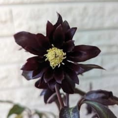 クリスマスローズ 八重 ブラックマジック 3粒 種 宿根 苗 鉢 バラ