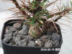 【実生3年】フォークイエリア プルプシー 多分岐・樽型良株（コーデックス） 実生3年】フォークイエリア プルプシー 多分岐・樽型良株（コーデック