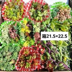 多肉植物 カット苗セット箱大のサムネイル