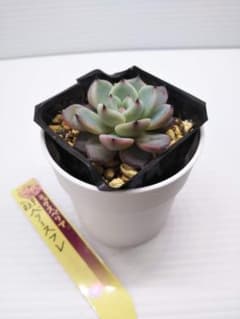 ❤️確認用❤️★B ミックスベリア❤️霜飾り❤️抜き苗♪      ✨メルカリ便✨札なし おらいさん ミックスベリア ストロベリーミルククラウン 札なし 抜き苗