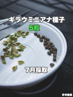 【7月採種】ギラウミニアナ種子5粒のサムネイル