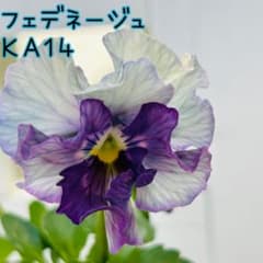 KA14♥フェデネージュ♥花苗ポットごと♥ブルー系パンジービオラ