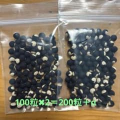 フウセンカズラの種　200粒プラスαのサムネイル