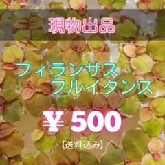 フィランサスフルイタンス（10株）のサムネイル