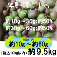 【緑10-3】約9.5kg　グリーンマンゴー 青マンゴー　マンゴー　摘果マンゴー 緑/青10-5】約9.5kg グリーンマンゴー 青マンゴー 摘果マンゴー - メルカリ