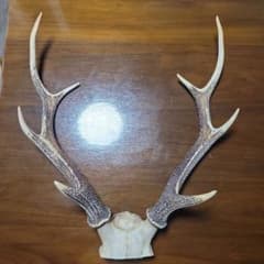 鹿の角 おもちゃ 約50cmのサムネイル