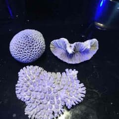 飾りサンゴ3点セットのサムネイル