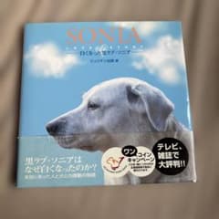 SONIA LOVE STORY 白くなった黒ラブ・ソニア
