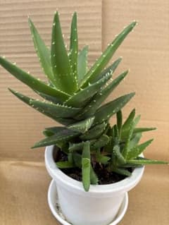 アロエ　不夜城　多肉植物　鉢込みのサムネイル