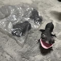新品未開封  レオパ ガチャガチャのサムネイル
