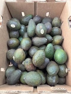 メキシコ産アボカド84個入り(スタンドパック付き)のサムネイル
