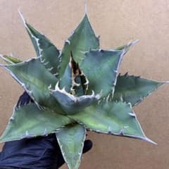 アガベ チタノタ 実生超大株 優良血統 強棘 暗斑入り 直径ほぼ20cm