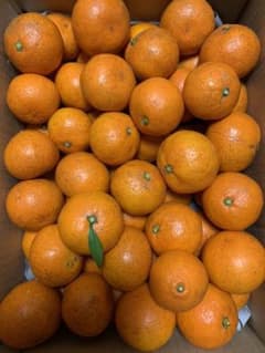 無農薬　和歌山県産　温州みかん（10kg）MI様用のサムネイル