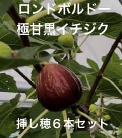 黒イチジク（ロンドボルドー）挿し木用穂木5本セット【Ａ】のサムネイル