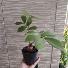 第4種郵便局☆ザミア メキシコソテツ 3号 観葉植物 - メルカリ