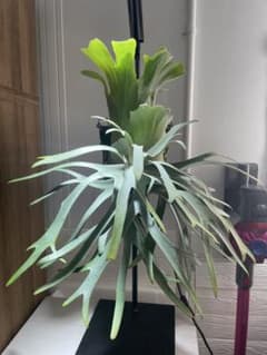 ビカクシダ P. willinckii IZANAGI 伊弉諾イザナギ 子株34 - メルカリ