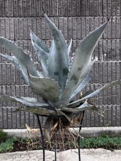 アガベ　アメリカーナ　シルバーサーファー　3枚目親株 アガベ アメリカーナ シルバーサーファー 3枚目親株