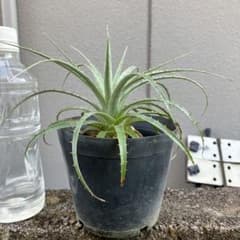 プヤセルーレアのサムネイル