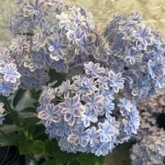 人気 島根県オリジナル紫陽花 万華鏡ブルー 5号鉢5/20 - メルカリ