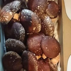 原木椎茸のサムネイル