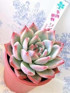 いとうグリーンさん苗リンゼアナ札付きポットごとメルカリ便 - メルカリ