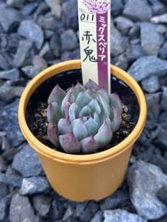 ㉛大きめ3鬼! 桜鬼❣️青鬼❣️赤鬼❣️発根済み おらいさん苗 メルカリ便送料込 おらいさん 赤鬼 桜鬼 青鬼 - メルカリ
