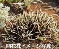 あ*き様 614特選ブラキステルマバーベラエBrachystelma barbe あ*き様 614特選ブラキステルマバーベラエBrachystelma barbe - メルカリ