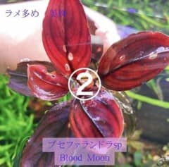 ラメ多め！美株　ブセファランドラ sp. Blood Moon 水中葉　1株② ラメ多め！美株 ブセファランドラ sp. Blood Moon 水中葉 1株② - メルカリ