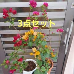 ブーゲンビリア 3点セット No42 らくらくメルカリ便発送‼️ - メルカリ